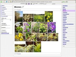 Gallery view ("new" style)
