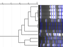 Dendrogram generated by GelJ