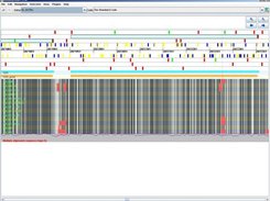 Detailed multiple alignment and some gene annotation