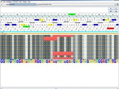 Nucleotide level zoom, with multiple alignment sequence logo