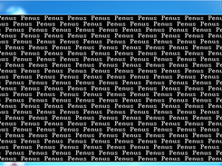 Penus