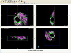 Quad view (Windows)