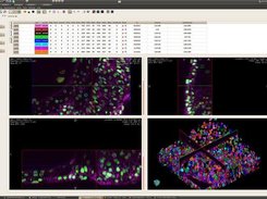 Cell segmentation and surface rendering (Linux)