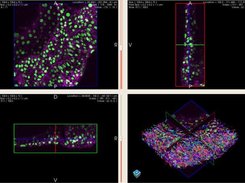 Cell tracking