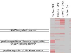 goSTAG labeling of clusters with biological themes