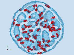 RNA molecules inside a lipid nano-particle on water intefaces. Shown by isosurfaces of the RNA and water densities.