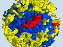 An RNA molecule on the water surface.