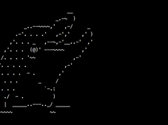 Intro Dolphin