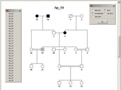 Pedigree consisting of multiple loops