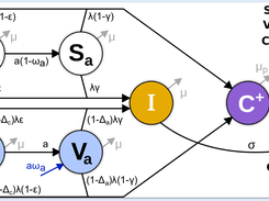Model diagram.