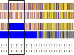 Homozygosity map of chromosome