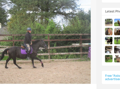 HorsePage Screenshot 2