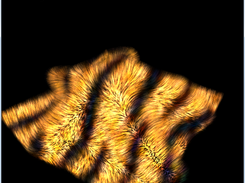 Fur Render