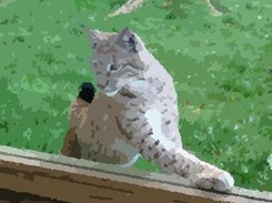segmented lynx image as a mosaic of average colors