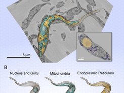 Modeling of different organelles of Trypanosoma brucei