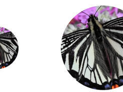 Image Super-Resolution (ISR) Screenshot 1