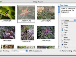 Image Tagger (OS X), showing Title, Caption, Keywords