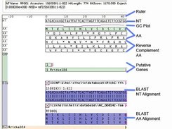 IMAS (labeled):  Gene -> AA & NT BLAST -> NT ClustalW