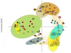 2D Undirected network