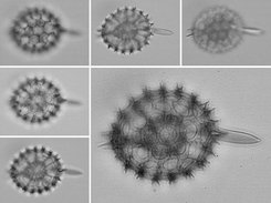 Microscopic images of Radiolarian diatom and fused image.