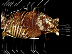 Invivo Screenshot 1