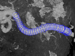 Multiscale vessel tracking on CT data without trajectory filtering. Adjacent structures were removed for visualization purposes.