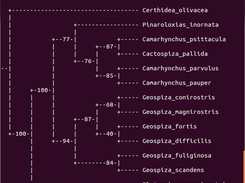 Maximum parsimony tree drawing with bootstrap support values
