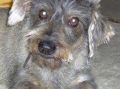 Joschy - the strongest watchdog I know