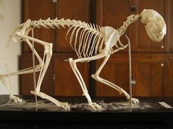 Ein Katzenfoto - wie süß!