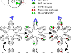 Mechanism overview