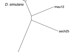Manna outputs can be used to calculate distances between sequences to make evolutionary trees
