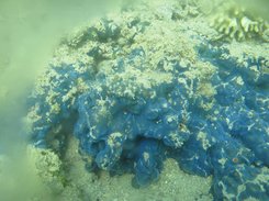 Marine bacteria metabolite database