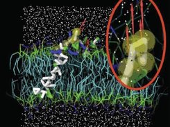 A single snapshot of a coarse-grained molecular dynamics simulation of a protein (Synaptobrevin transmembrane domain) in a lipid bilayer. The protein is shown as licorice, lipids as lines and water as points. The red arrows show the user external forces applied interactively in the simulation. Here, the membrane anchoring of protein is probed by pulling on one particular side (on tryptophane residues).