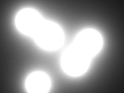 exp