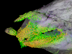 Deformation vectors and colors for a visualization of changes. For details see the tutorias in the wiki.