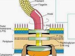 Flagella