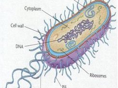 Bacteria