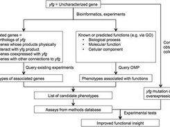 Elucidating gene function