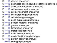 Ontology of Microbial Phenotypes high level terms