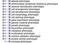 Ontology of Microbial Phenotypes high level terms