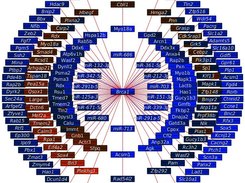 Brca1 Circular Network, Colon Cancer Metastasis in Liver