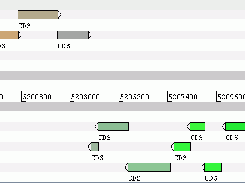 RNAseq visualisation in Artemis - CDS features