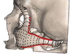 Automatically placed curves and surface semi-landmarks