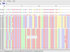 Zoomed in alignment view with grouped sequences