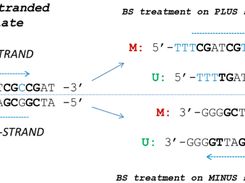MSP-HTPrimer BS conversion