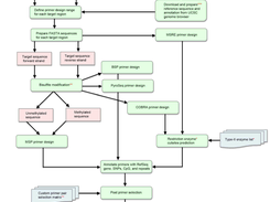 MSP-HTPrimer workflow