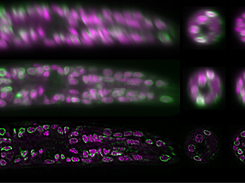 Illustrates the effect of multiview deconvolution compared to two input views as acquired by the microscope after registration