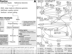 MutaNET flowchart and antibiotic resistance mutations in gene regulatory network of E. coli