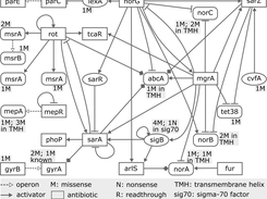 multidrug resistance efflux pump mutations in S. areus antibiotic resistance gene regulatory network