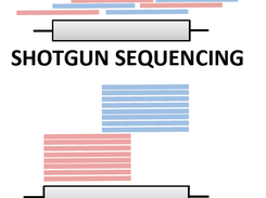 Direct PCR amplicon sequencing differs from fragment shotgun DNA sequencing. Mutascope leverages the specific read distribution and alignment to incase accuracy for calling variants at low allelic fraction in tumor-normal pair comparison